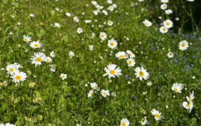 Trevlig midsommar!